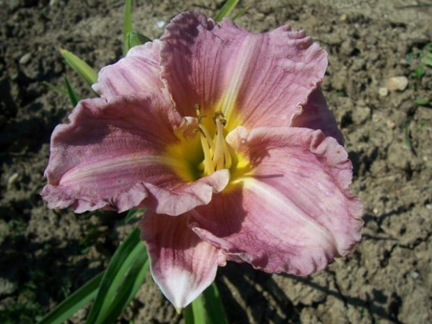 hemerocallis romantic rose, Kvetinové portréty, Jana A, 1