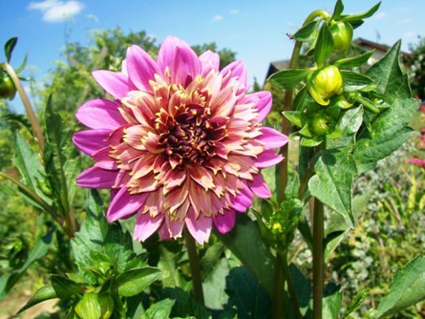 Dahlia mambo, Kvetinové portréty Dahlia mambo, Kvetinové portréty, Jana A, 1