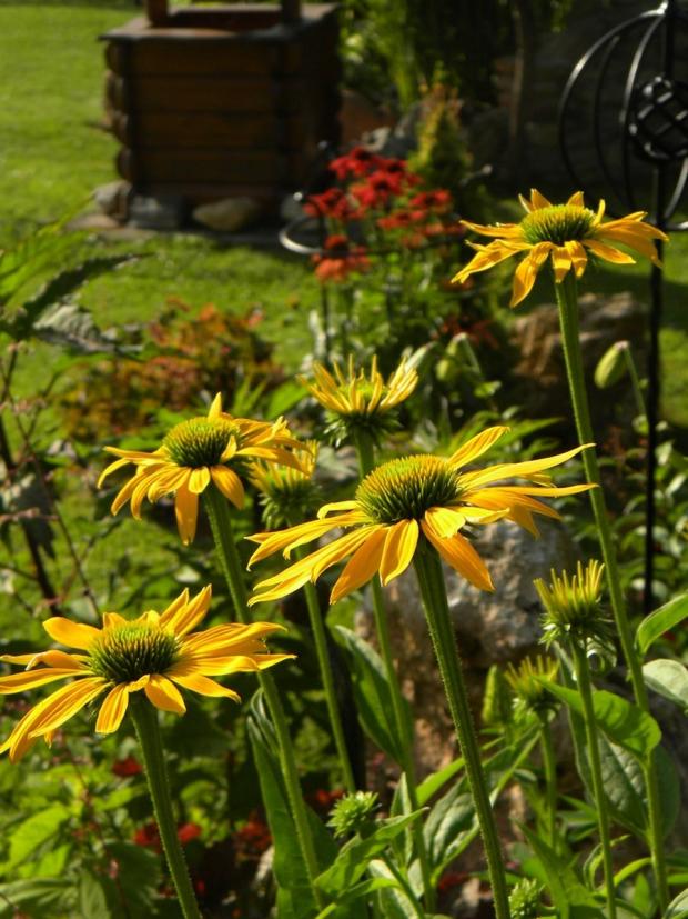 echinacea Leilani, Kvetinové portréty, Eli, 1