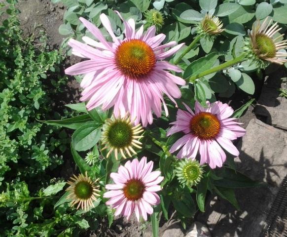 echinacea, Kvetinové portréty, monika3, 1