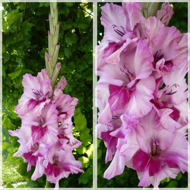 Gladiola ´ARINA´, Kvetinové portréty, alpinka, 1