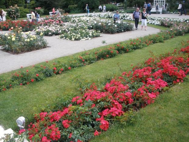 Rozarium Baden, alzbetka63, 1