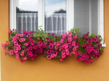 najľahšie pestované kvety..keď neberiem burinu , Okenné parapety najľahšie pestované kvety..keď neberiem burinu , Okenné parapety, janKOP, 1