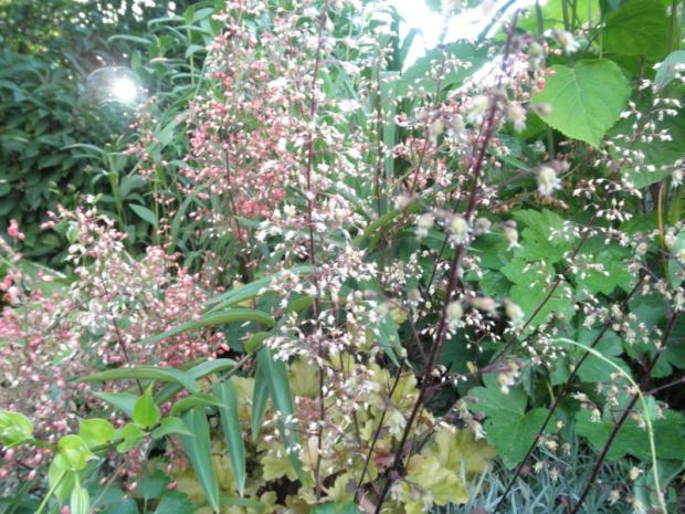 keď kvitne heuchera, luma, 1