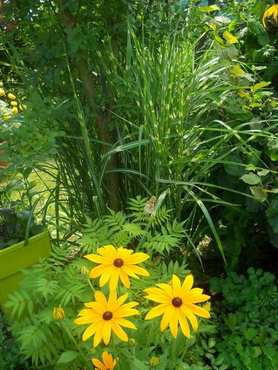 Rudbekia, Obrazky k článkom, anezka.kapustova, 1