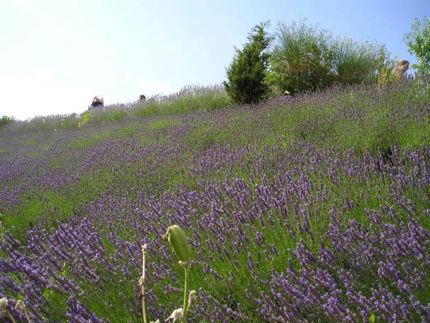 levandula, Obrazky k článkom, Mirkag, 1