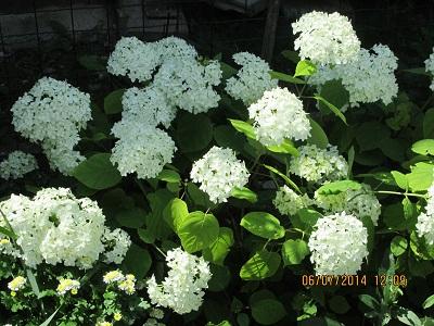 Hortenzia , Okrasné stromy a kry Hortenzia , Okrasné stromy a kry, evuš 50, 1