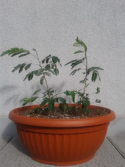 Leuceana Glauca, ajwn, 1