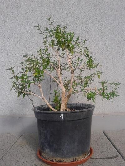 Serissa Foetida, ajwn, 1