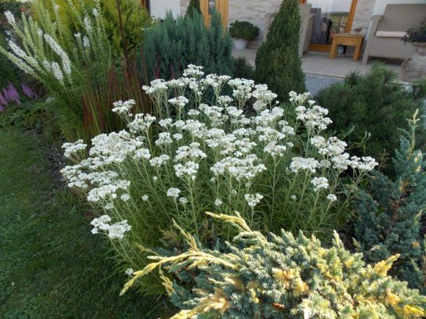 Anaphalis margaritacea, Okrasné záhradky Anaphalis margaritacea, Okrasné záhradky, Dominika 123, 1