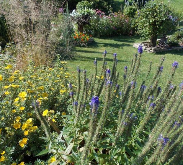 slovenské echium :-))), Okrasné záhradky slovenské echium :-))), Okrasné záhradky, Dominika 123, 1