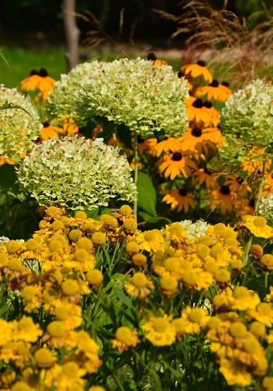 hortka v objatí helénií a rudbeckií, Okrasné záhradky hortka v objatí helénií a rudbeckií, Okrasné záhradky, , 1