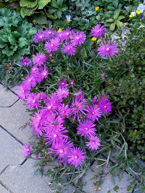 fialová delosperma, Kvetinové portréty, iana, 1