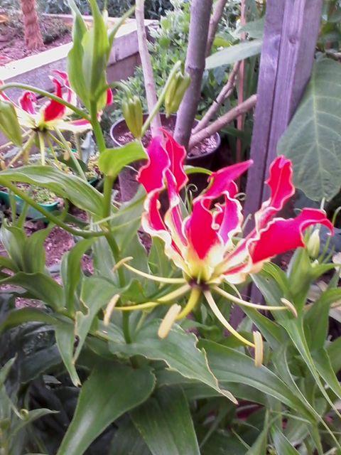 Gloriosa zakvitla, Kvetinové portréty Gloriosa zakvitla, Kvetinové portréty, iana, 1