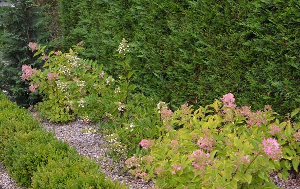 buxusy, hydrangey a cupressocyparisy, Okrasné záhradky, , 1