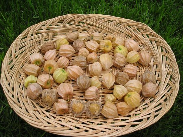 Machovka Peruánska (Physalis peruviana) Machovka Peruánska (Physalis peruviana), Mirkag, 1