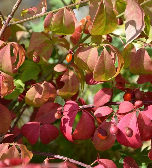 cornus, Obrazky k článkom, , 1