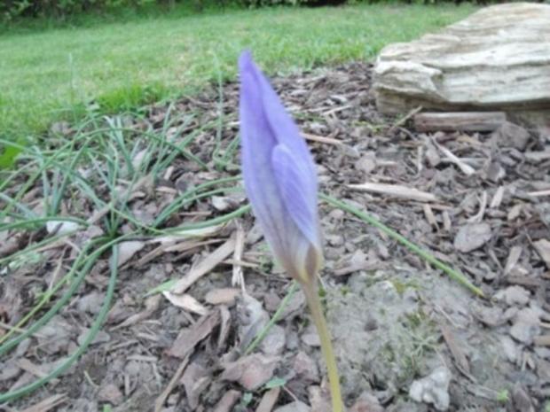 Jesenný krokus, Kvetinové portréty, ZEA28, 1