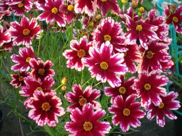 Coreopsis Ruby Frost, Obrazky k článkom, silviak, 1