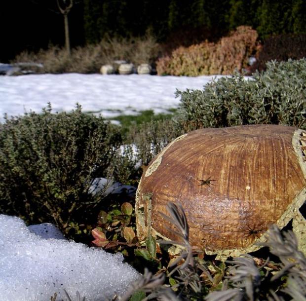 pavúky sa vyhrievajú na slniečku, Okrasné záhradky, LubaArt, 1