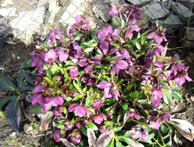 helleborus, Kvetinové portréty helleborus, Kvetinové portréty, Jana A, 1