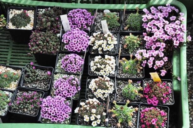 Saxifragy, Skalky, tuleňka, 1