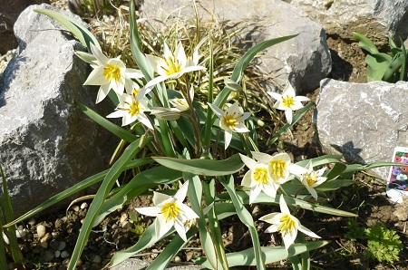 tulipanky, Skalky, erika3200, 1
