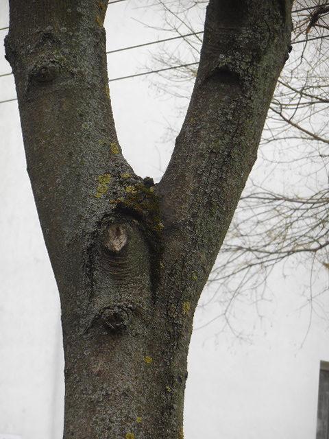 smutný pán strom , Krásy prírody, tamako, 1