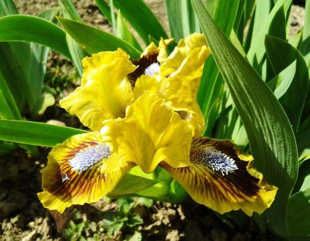 iris, Kvetinové portréty iris, Kvetinové portréty, Jana A, 1