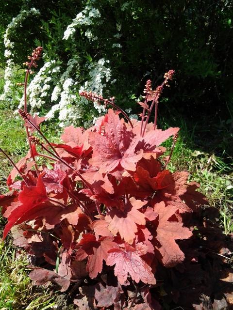 Heucherella sweet tea, Kvetinové portréty Heucherella sweet tea, Kvetinové portréty, Jana A, 1