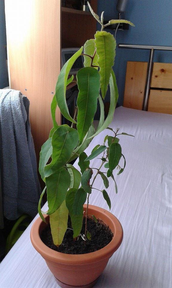 eukalyptus, Izbové kvety, Weronika, 1