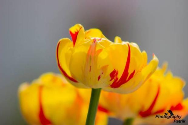 1, Obrazky k článkom, Patrik-photograf, 1