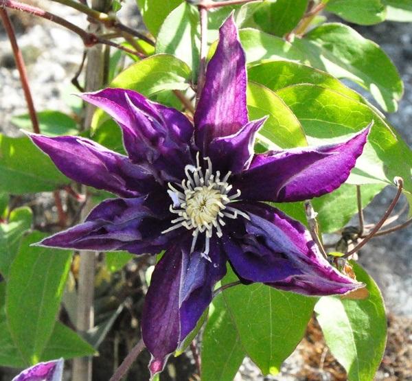 Clematis Haku-okan, Kvetinové portréty, tuleňka, 1
