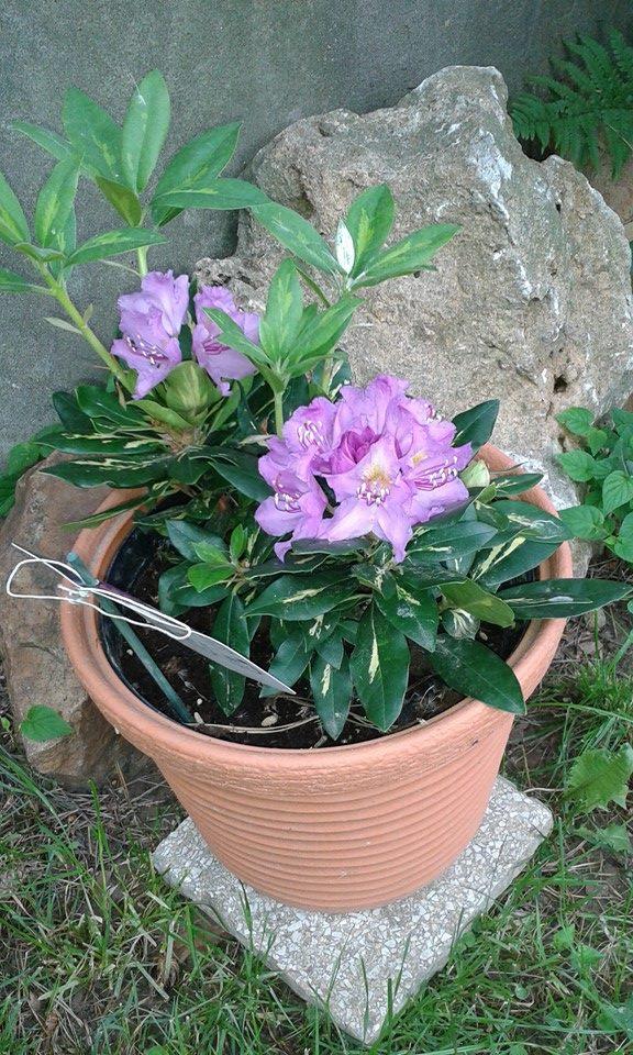 rododendron, Okrasné stromy a kry, Weronika, 1