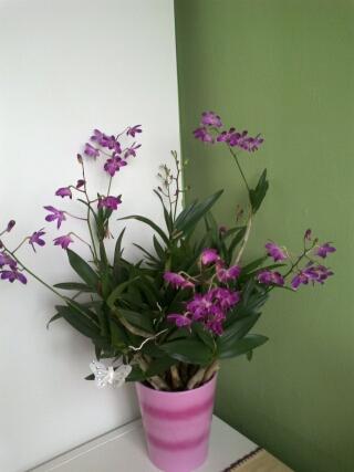 Orchidea, Izbové kvety Orchidea, Izbové kvety, helaz1, 1