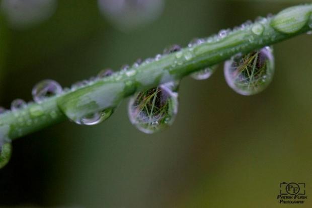 pokúšal som sa o kvapkové foto , Krásy prírody, Patrik-photograf, 1