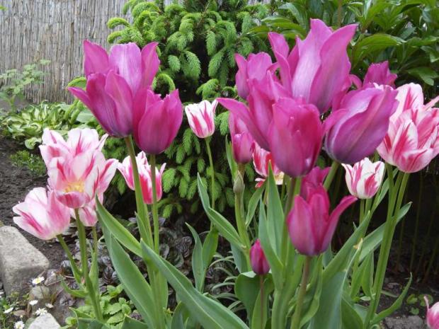 Zvláštne tulipány, Kvetinové portréty, Miralka, 1