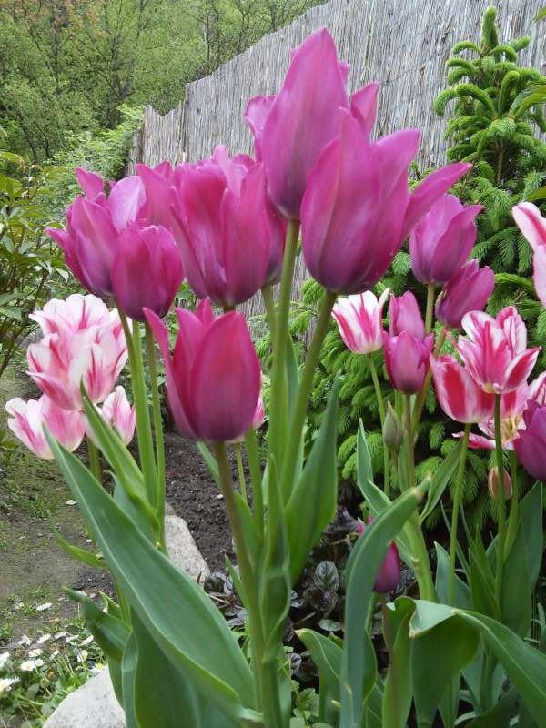 Ešte raz tulipány s 4 hlavičkami, Kvetinové portréty, Miralka, 1