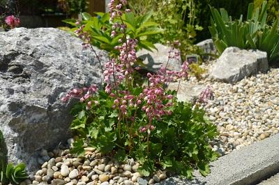 heuchera, Skalky, erika3200, 1