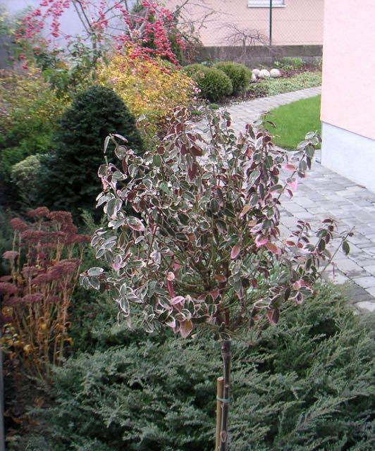 úlovok z výpredaja, Okrasné stromy a kry, LubaArt, 1
