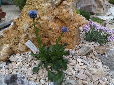 globularia bisnagarica, Skalky, jarne, 1