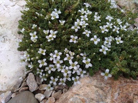 arenaria tetraquetra, Skalky, jarne, 1
