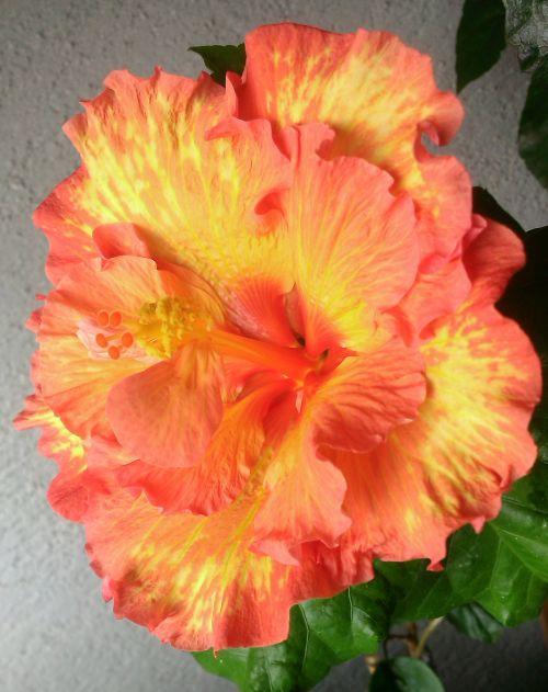 Rosalind, Envie, 1