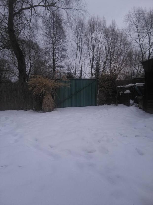 U nás, Okrasné záhradky, gabrilina, 2