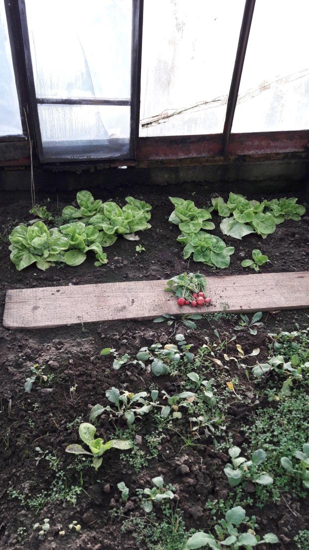 Moja januárová úroda, Zeleninová záhrada, Jana655, 1