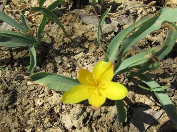 tulipanky rozne, Kvetinové portréty, zdena12345, 7