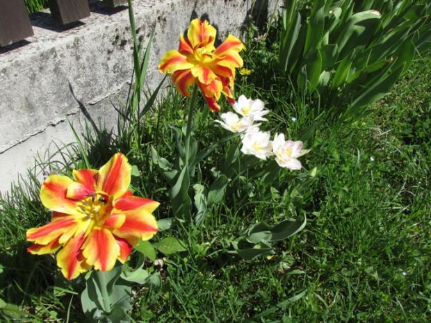 tulipanky rozne, Kvetinové portréty, zdena12345, 11
