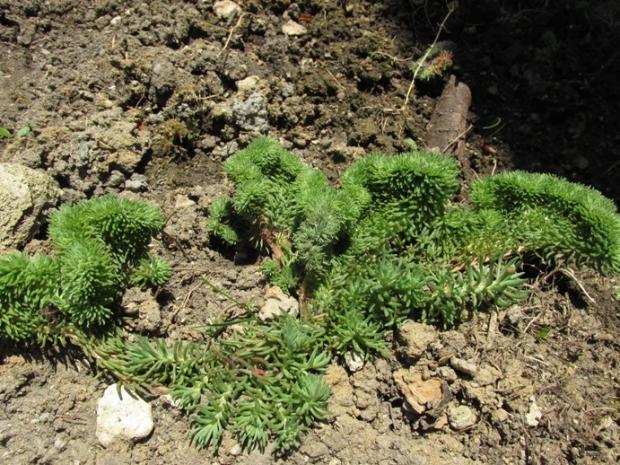 rozchodniky a saxifragy, Kvetinové portréty, zdena12345, 3