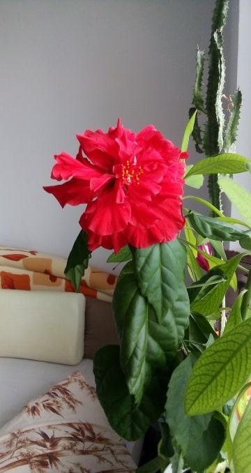 ibišok, Izbové kvety, michala111, 2