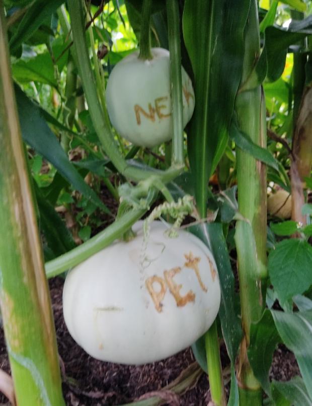 Písané tekvice, Zeleninová záhrada, lenka29, 1